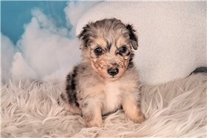 Adam - puppy for sale