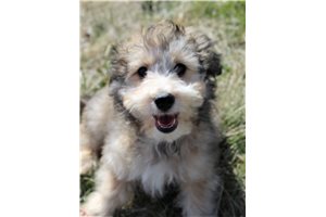 Lochan - puppy for sale