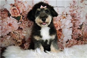 Disa - Mixed/Other for sale