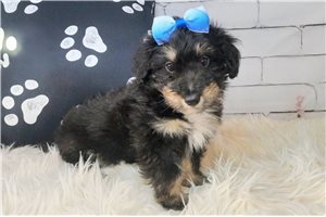 Disa - Mixed/Other for sale