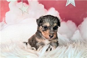 Ashlee - Mixed/Other for sale