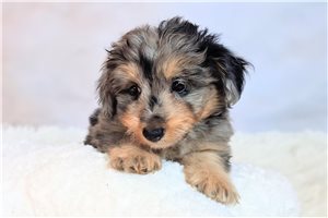 Alfie - Mixed/Other for sale