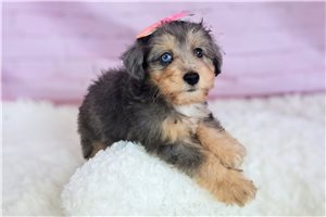 Annabelle - Mixed/Other for sale
