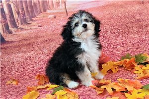 Armando - Mixed/Other for sale