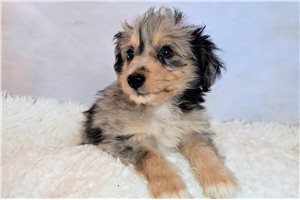 Adam - Mixed/Other for sale