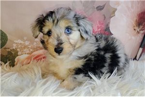 Theo - Mixed/Other for sale