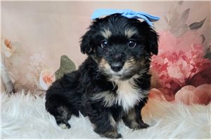 Disa - puppy for sale