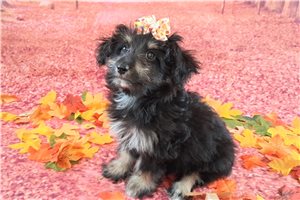 Ainsley - Mixed/Other for sale