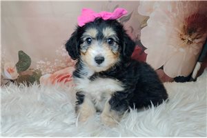 Bronwyn - Mixed/Other for sale