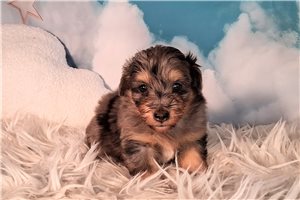 Alfie - Mixed/Other for sale