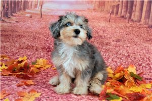 Annabelle - Mixed/Other for sale