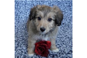 Danikka - puppy for sale