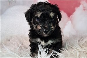 Ainsley - puppy for sale