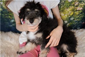 Disa - Mixed/Other for sale
