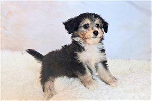 Armando - Mixed/Other for sale