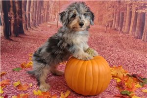 Alfie - Mixed/Other for sale