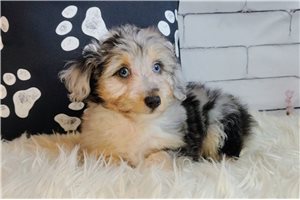 Theo - Mixed/Other for sale