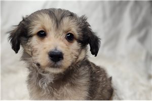 Merlin - puppy for sale