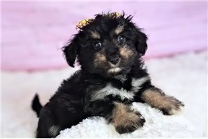 Ainsley - Mixed/Other for sale