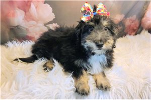 Disa - Mixed/Other for sale