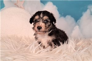 Armando - Mixed/Other for sale