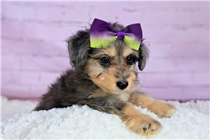 Ashlee - Mixed/Other for sale