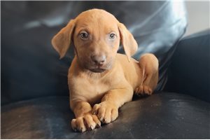 Reid - puppy for sale