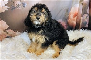 Vanna - Saint Berdoodle - St. Berdoodle for sale