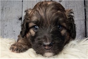 Zinc - Saint Berdoodle - St. Berdoodle for sale