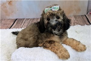 Zelda - Saint Berdoodle for sale