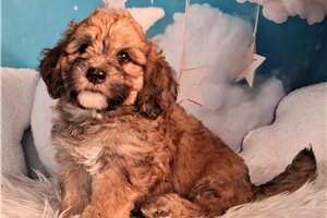 Zachary - Saint Berdoodle - St. Berdoodle for sale