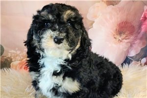 Valor - Saint Berdoodle - St. Berdoodle for sale