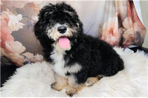 Valor - Saint Berdoodle - St. Berdoodle for sale