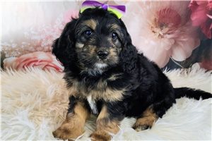Vanna - Saint Berdoodle - St. Berdoodle for sale