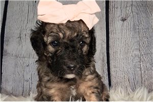 Zelda - Saint Berdoodle - St. Berdoodle for sale