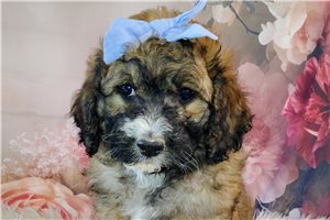 Violet - Saint Berdoodle - St. Berdoodle for sale