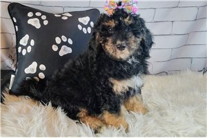 Gilrain - Saint Berdoodle - St. Berdoodle for sale