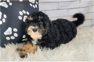 Valor - Saint Berdoodle - St. Berdoodle for sale
