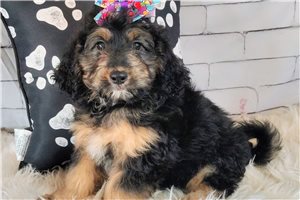 Vanna - puppy for sale