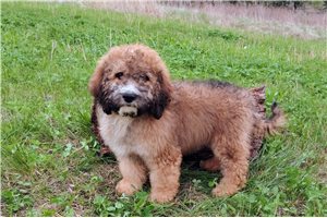 Violet - Saint Berdoodle - St. Berdoodle for sale