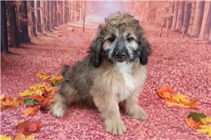 Zinc - Saint Berdoodle for sale