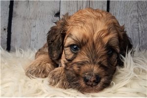 Zachary - Saint Berdoodle - St. Berdoodle for sale