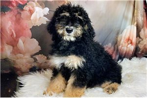 Gilrain - Saint Berdoodle - St. Berdoodle for sale