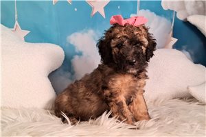 Zelda - Saint Berdoodle - St. Berdoodle for sale