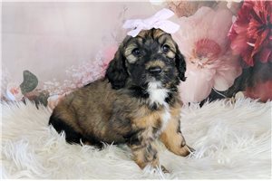 Eleanor - Saint Berdoodle - St. Berdoodle for sale