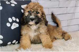 Violet - puppy for sale