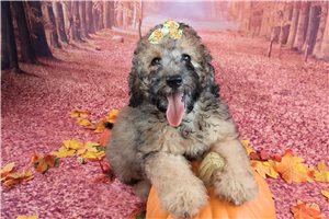 Zelda - Saint Berdoodle for sale