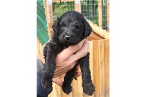 Envy - Labradoodle for sale