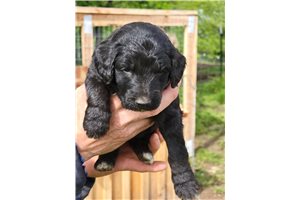 Lucy - Labradoodle for sale