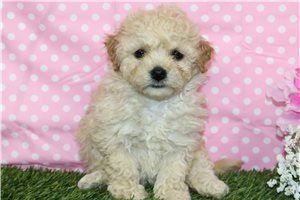 Vivian - puppy for sale